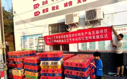 從都市回歸田園 安康80后大學(xué)生返鄉(xiāng)創(chuàng)業(yè)，蛋雞養(yǎng)殖成就年銷億元夢(mèng)